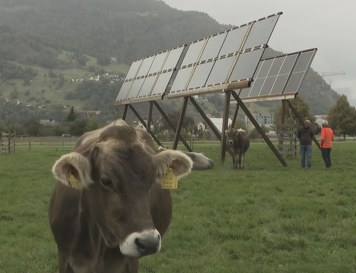 Kühe weiden unter Solartischen