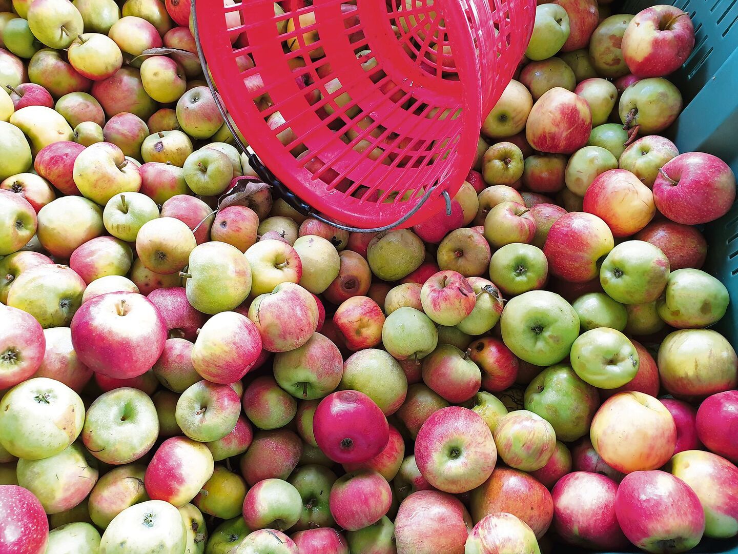 Mit Übermengen ist in diesem Jahr beim Mostobst nicht zu rechnen. Gesucht ist vor allem Bio-Mostobst. Christof Schenk vom Holderhof in Sulgen ist auf der Suche nach Bioproduzenten.