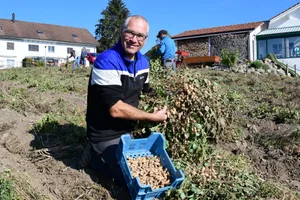 Thomas Wieland beim Ernten der Erdnüssli im Märstetter «Wygärtli». (Bild Werner Lenzin)