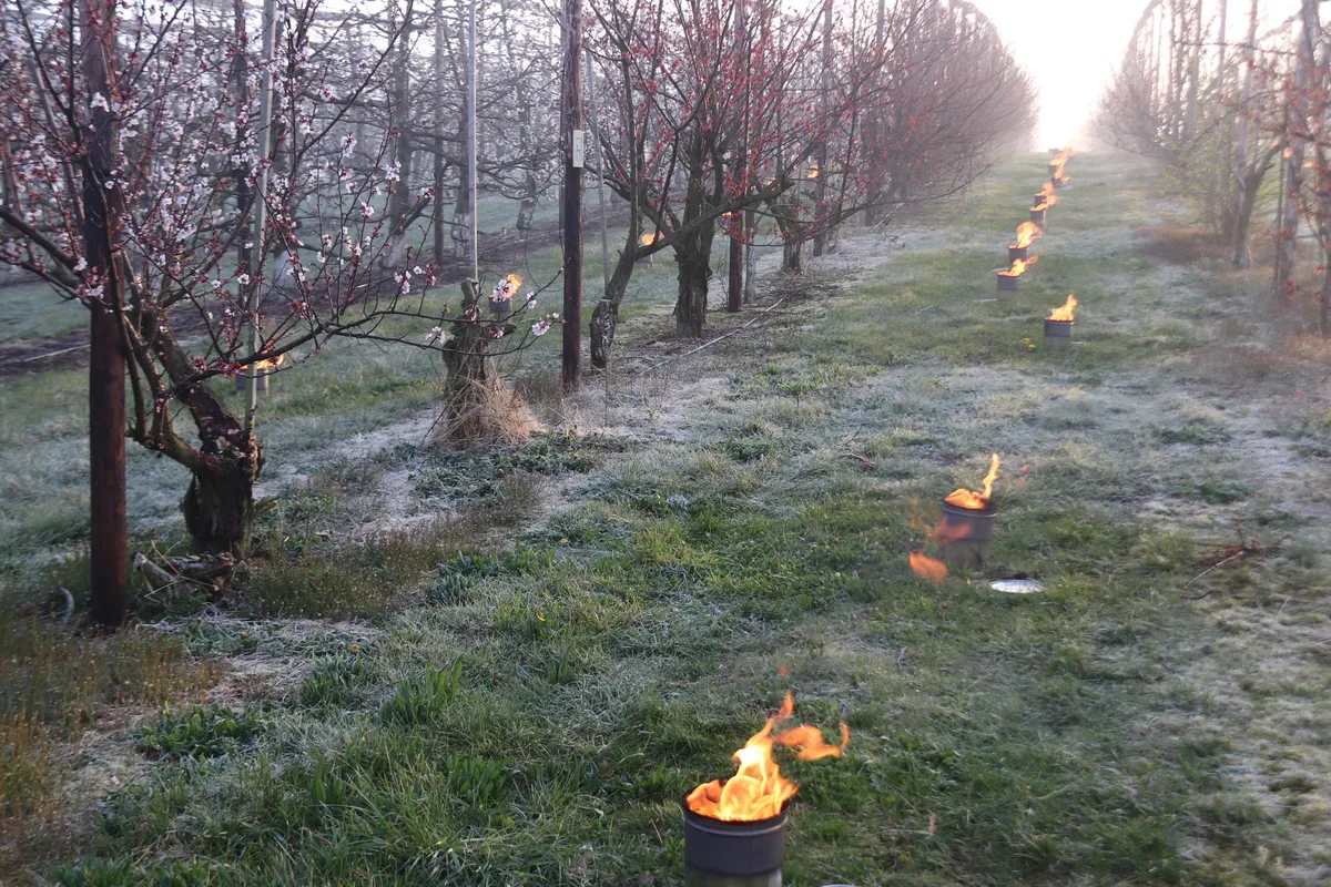 Frostkerzen Frost im Anmarsch – diese Massnahmen können helfen
