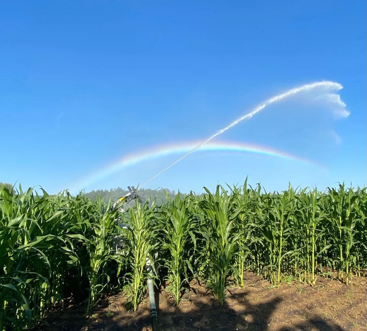 Mais_Bewässerung_c_Daniel_Albiez Mehr Humus im Boden hilft, Wasser zu sparen: Projektarbeit der Agrotechniker Schluechthof