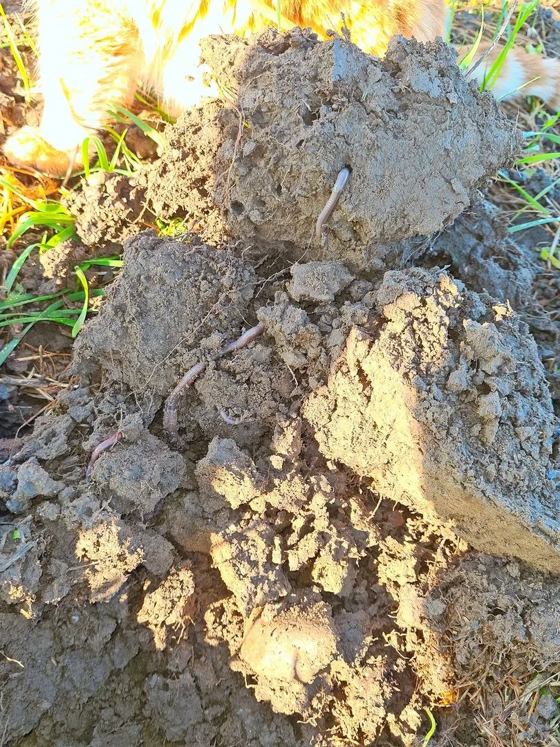 Konservierende Landwirtschaft stellt den Boden ins Zentrum. Zum gesunden Boden gehören viele Regenwürmer.