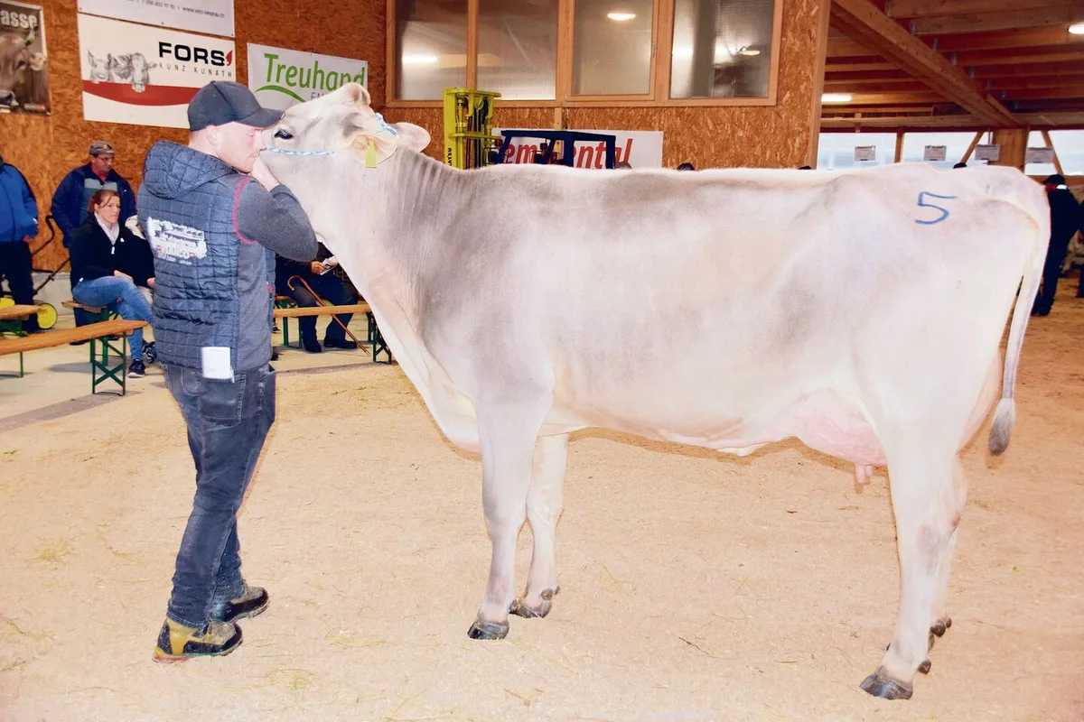 Schöne Brown-Swiss-Kühe gab es zu kaufen wie hier Lennox Lenora aus der Zucht von Marlene Halter-Gasser aus Lungern OW.