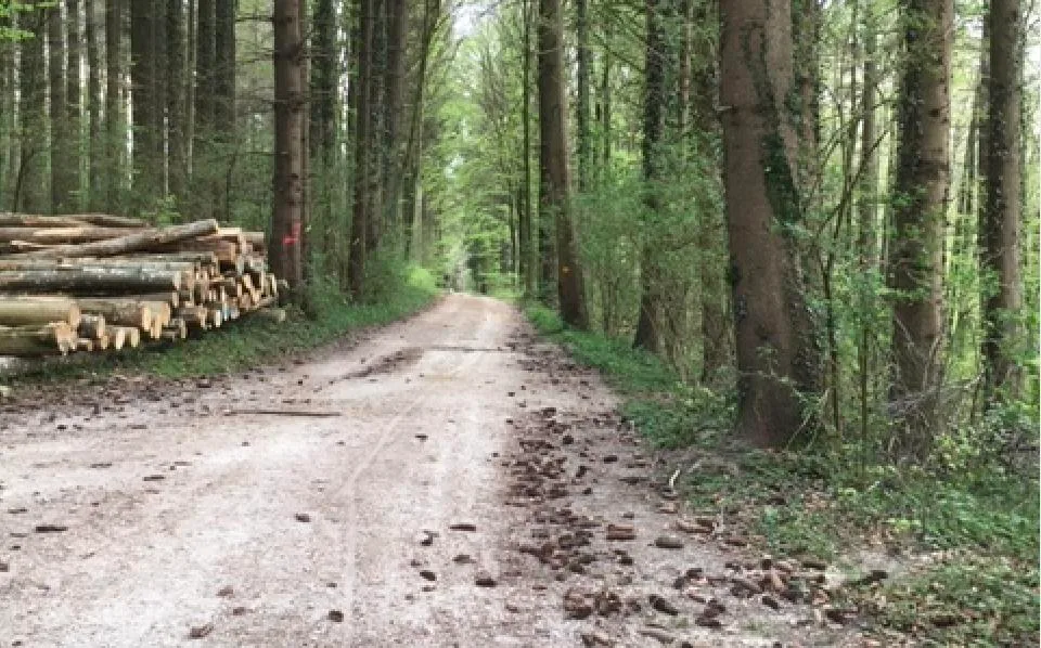 8059d028cc50fceebc96e2fd4ff783dff8c4973d In Schweizer Wäldern hat es aus verschiednen Gründen im Moment mehr Holz, als der Markt nachfragt. (Bild jsc)