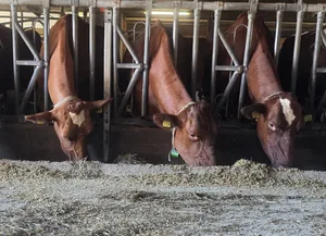 Wer das Rohprotein in der Ration senkt, muss die Aminosäureversorgung im Blick behalten, sonst leidet die Kuh.