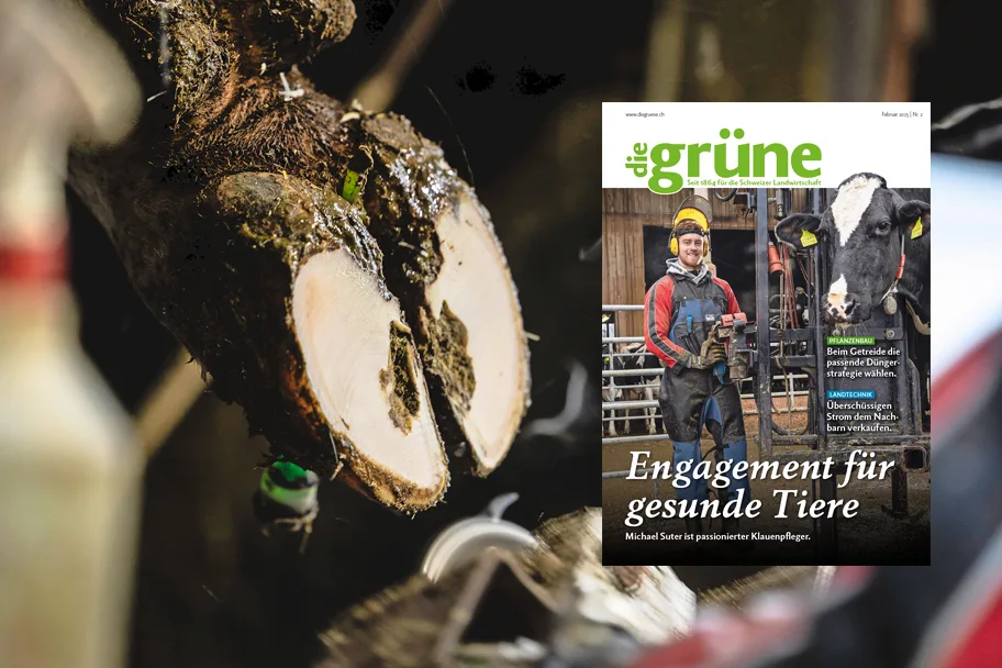«die grüne» im Februar 2025 – Engagement für gesunde Tiere