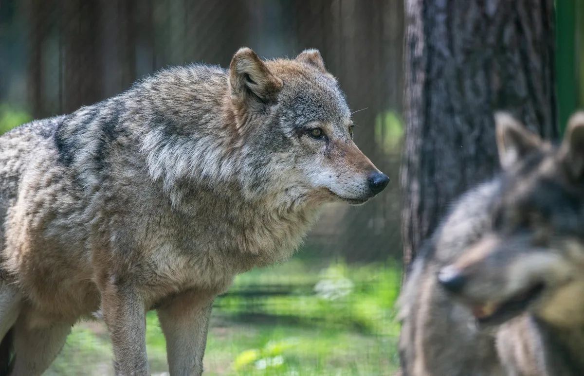 Verein Lebensraum Schweiz kritisiert Gruppe Wolf Schweiz
