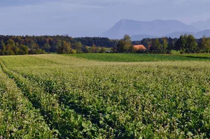 Raps mit Untersaat beim BBZN Hohenrain – die Untersaatpflanzen bedecken den Boden im Herbst und unterdrücken so das Unkraut.