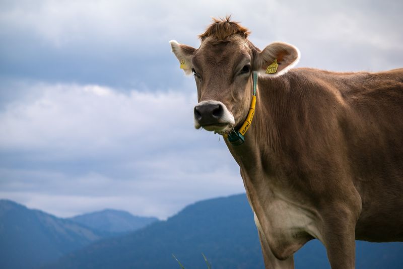 Um der Lage Herr zu werden, wird die Gründung einer Branchenorganisation Milch in Deutschland gefordert. (Bild PIxabay)