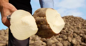 Im Moment erschwert das konstant nasse Wetter die Ernte der Zuckerrüben. (Bild Schweizer Zucker)