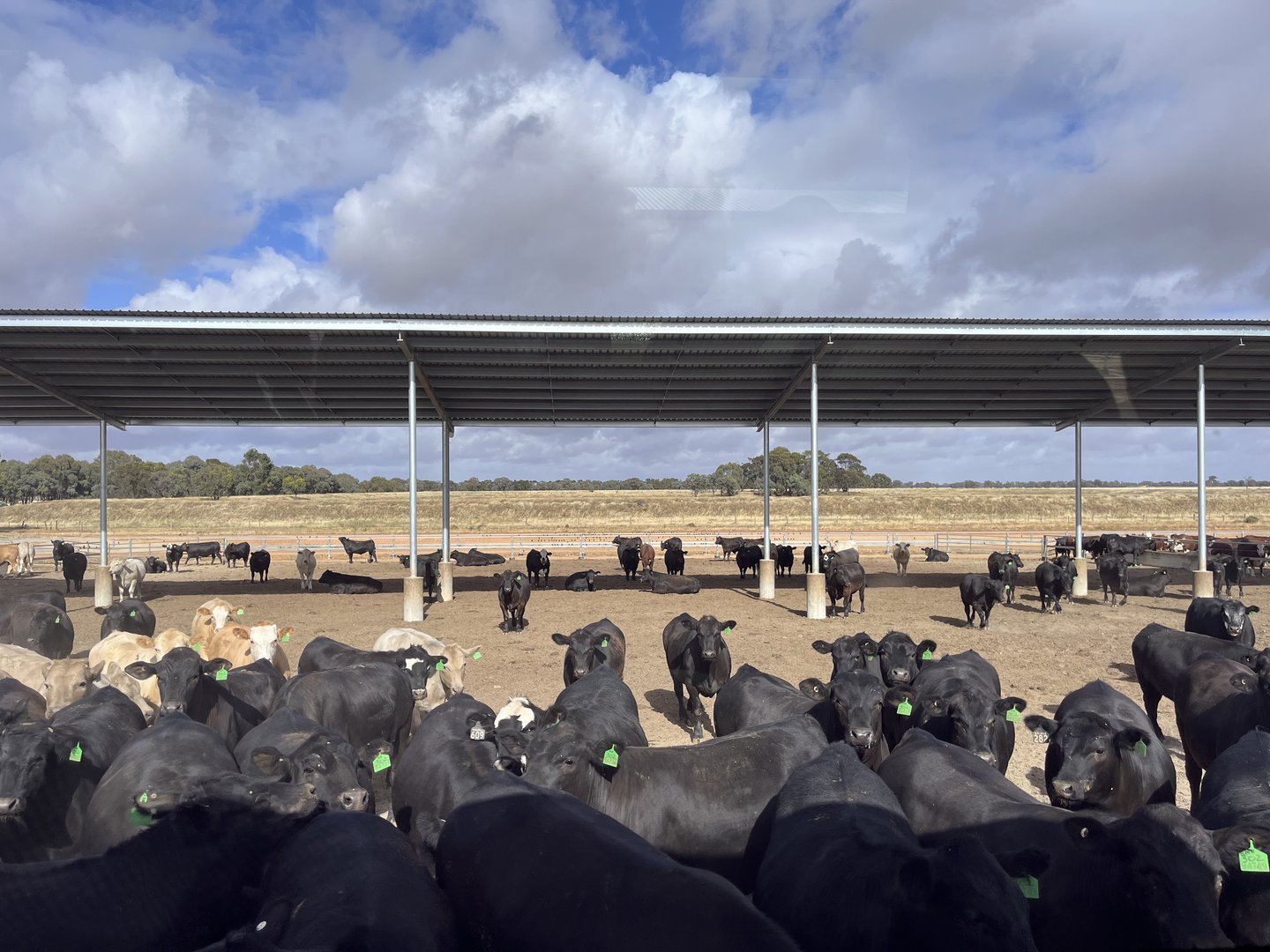 Tierwohl in Australien: Auch Feedlots müssen nachrücken