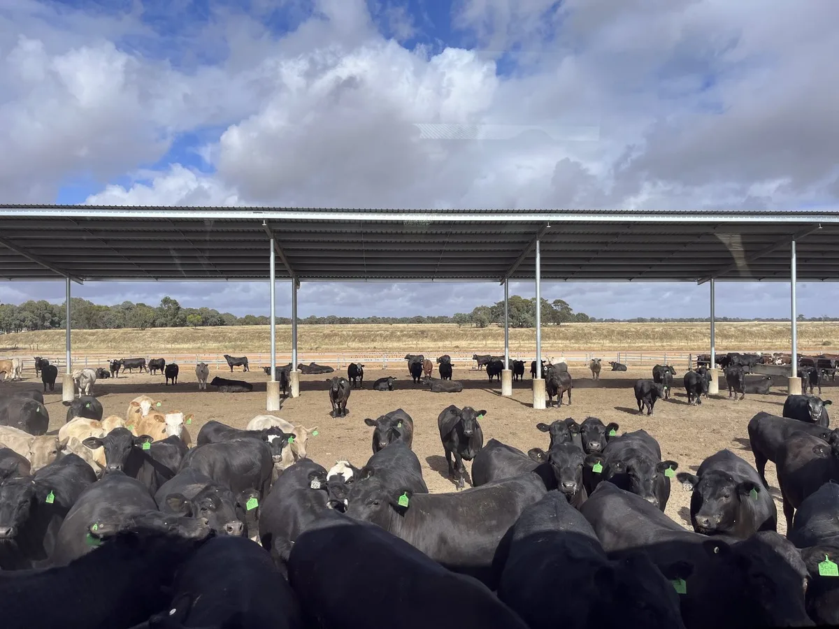 173B1AC7-9C6E-47E8-8FEA-49E1FB3FD314 Tierwohl in Australien: Auch Feedlots müssen nachrücken