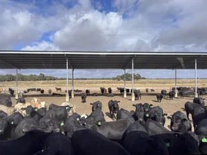 Neu in Australien für Feedlots vorgeschrieben: Beschattung von 2,5 m² pro Tier. Das ist bei Temperaturen weit über 40 Grad keine schlechte Idee.