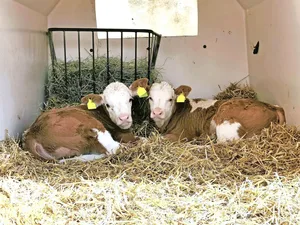 Jegliche Massnahmen zur Verminderung von Hitzestress lohnen sich in jedem Fall, vom Kalb bis zur Kuh, schreibt unser Fachmann.