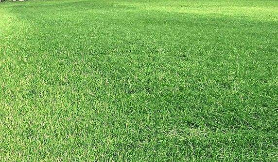 Eine Wiese mit Schwefelmangel. Typischerweise verfärben sich die jungen Blätter hellgrün bis gelblich.Bild: Marco Odermatt