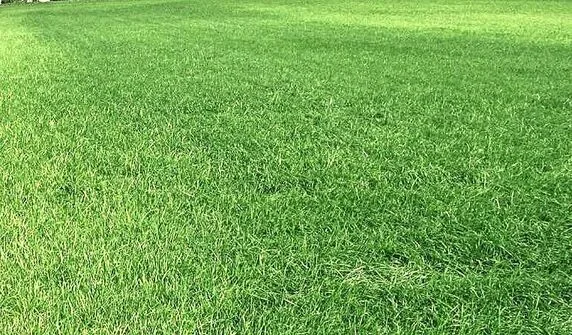 Eine Wiese mit Schwefelmangel. Typischerweise verfärben sich die jungen Blätter hellgrün bis gelblich.Bild: Marco Odermatt