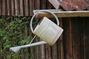 Stehendes Wasser ist eine Brutstelle für Tigermücken. Alle Gefässe einschliesslich Gieskannen sollten wöchentlich geleert werden. (Symbolbild Pixabay)