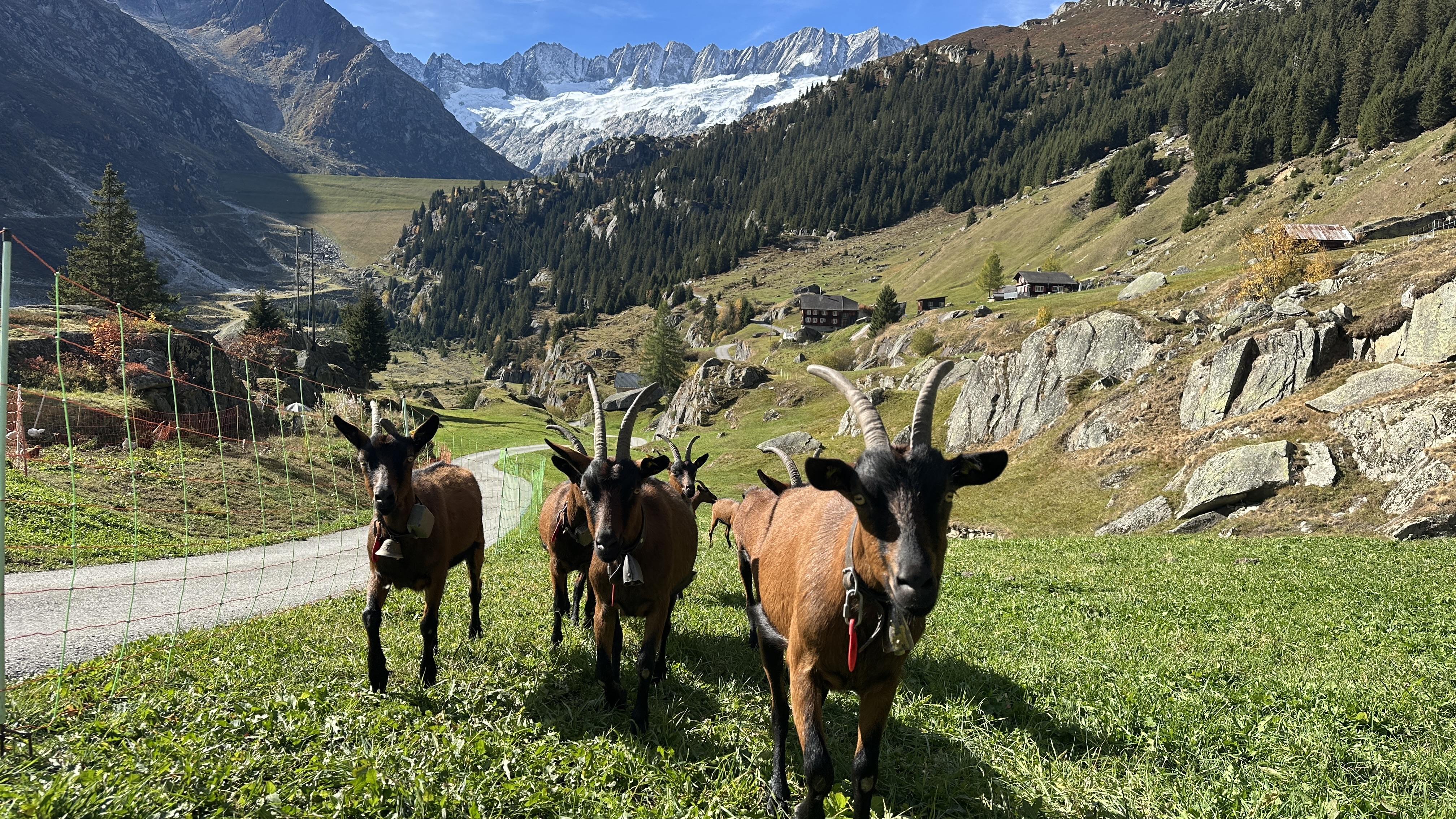 Das Geissenparadies auf der Göscheneralp ist das bisher erfolgreichste landwirtschaftliche Crowdfunding-Projekt.