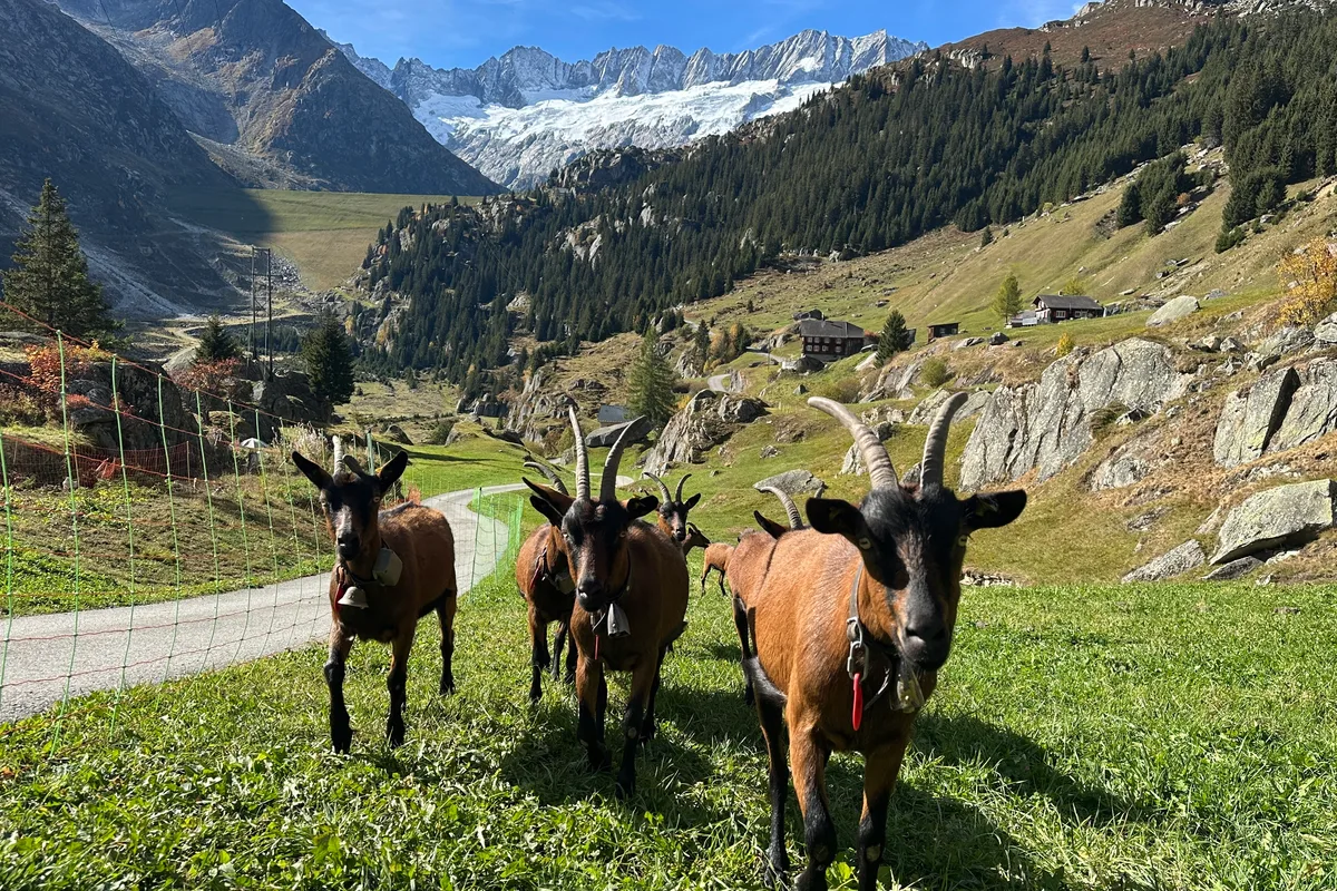 Geissen Göschneralp Das Geissenparadies auf der Göscheneralp ist das bisher erfolgreichste landwirtschaftliche Crowdfunding-Projekt.