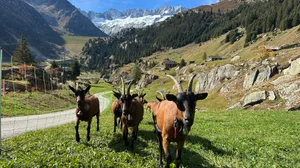 Das Geissenparadies auf der Göscheneralp ist das bisher erfolgreichste landwirtschaftliche Crowdfunding-Projekt.