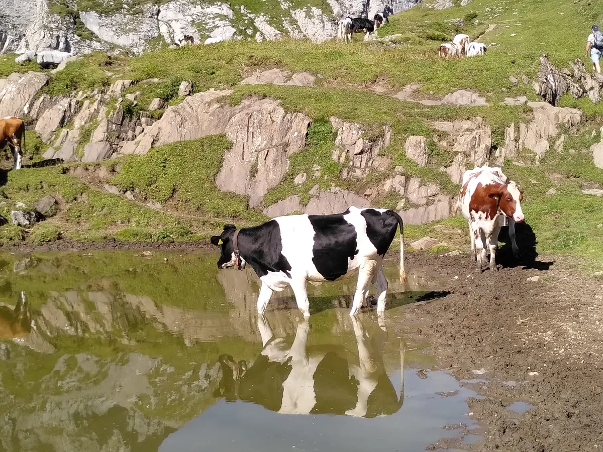 kuehe_bergsee_morgenthaler Wann endet diese Hitzewelle?
