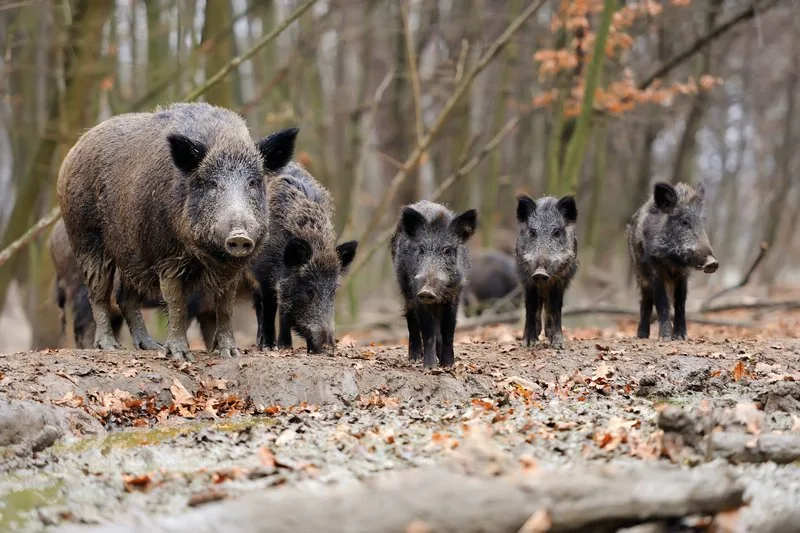 2c116f7d3ac12502dbb4b53563ce5b6b7003f536 Wildschweine tragen nachweislich zur Verbreitung der Afrikanischen Schweinepest in Europa bei. (Bild Volodymyr Burdyak)