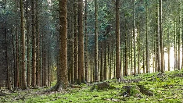 221379c5698bfa95b50cef9723d624f283cb142c Im Durschnitt sollen pro Hektar Wald 5 t Kohlenstoff im Jahr gespeichert werden. (Bild AgE)