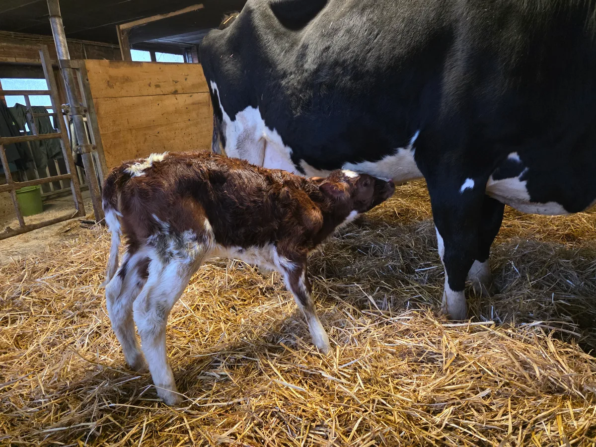 Kalb-Kuh-sb.jpg Der kommende Winter wird zeigen, welchen Einfluss das neue Virus auf die Gesundheit der Kälber hat.
