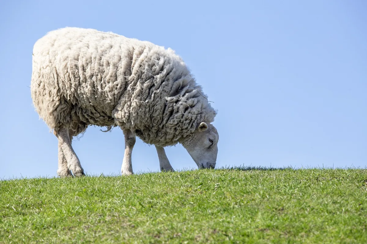 sheep-gc9a90517e_1920 Können wir ohne Landwirtschaft leben?