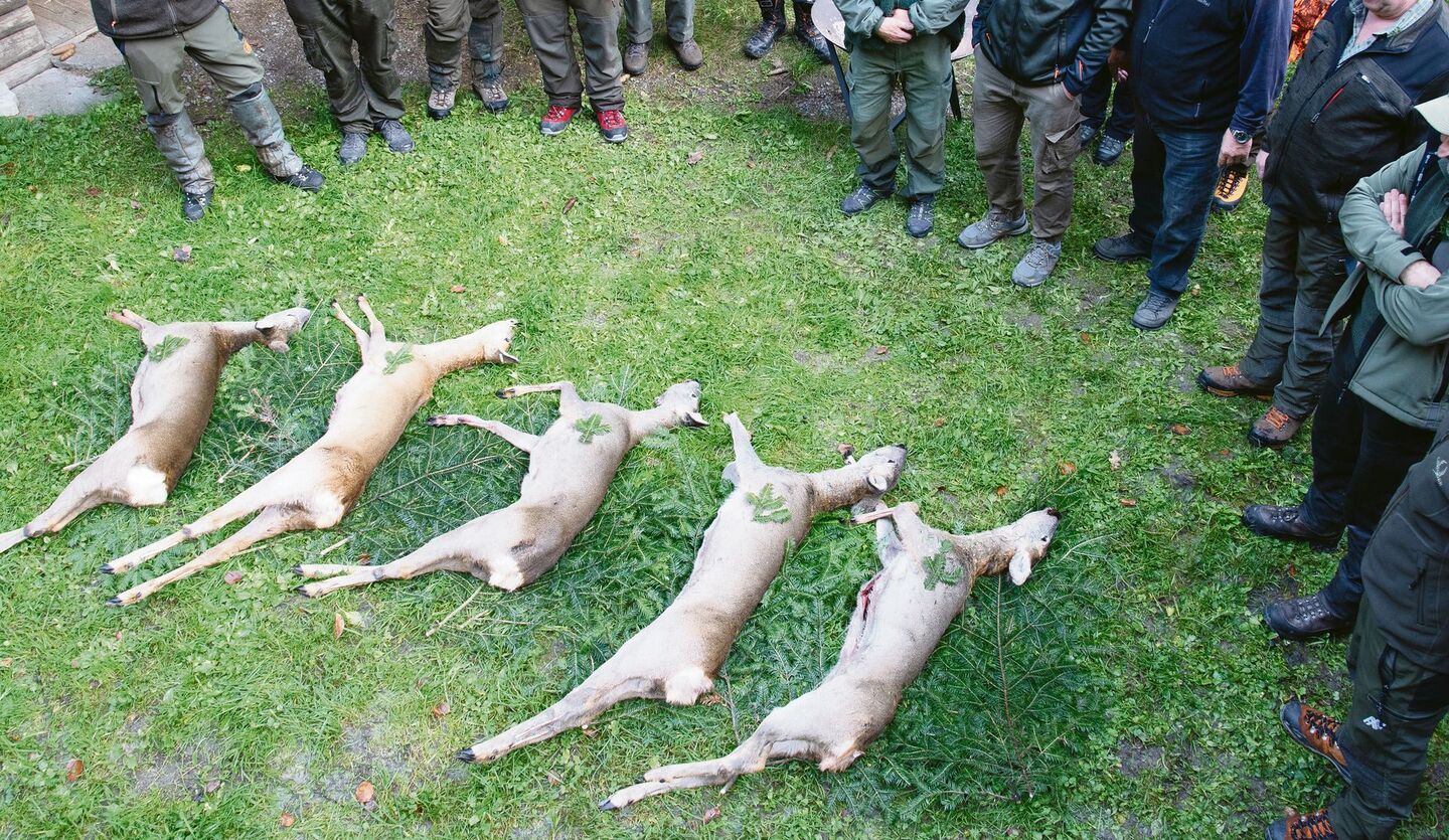 Werden genügend Wildtiere zur Walderhaltung erlegt? Jäger und Forstleute sind sich darüber uneinig.