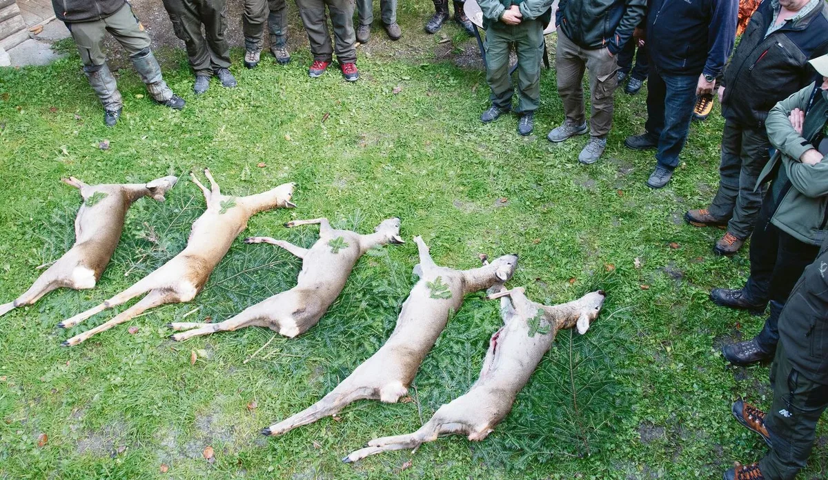 Werden genügend Wildtiere zur Walderhaltung erlegt? Jäger und Forstleute sind sich darüber uneinig.