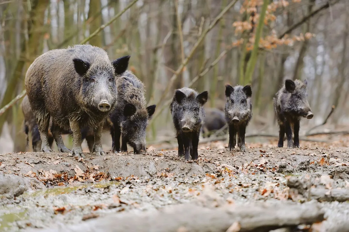 4ee29a7c848882eb8da1f2584bb5d4eddd3089045b41eaba3a52df743f8ee589 ASP-Ausbrüche bei Wildschweinen beschäftigen die Schweinehalter im Osten von Deutschland.