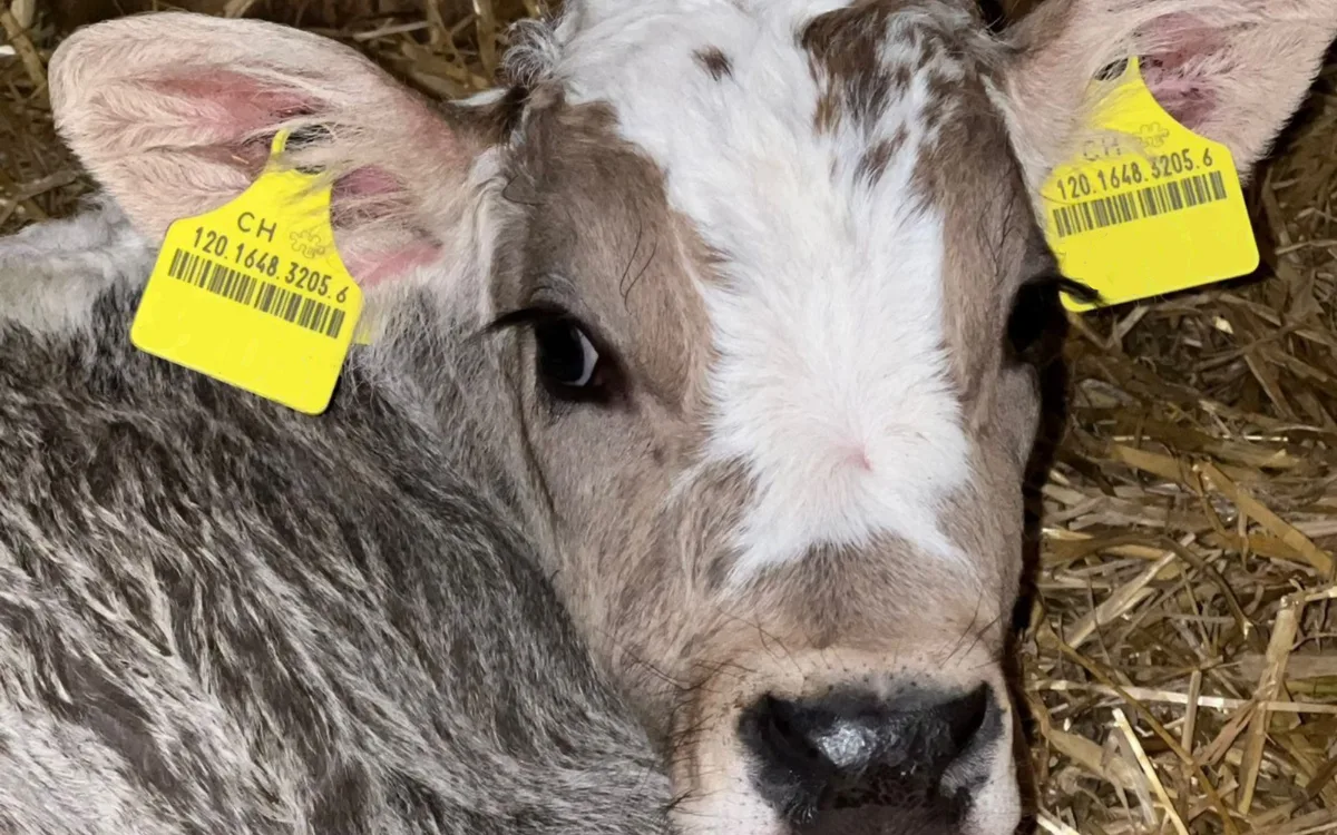 060326om Impf-Obligatorium in der Kälbermast: zwei Betriebe, zwei Bilanzen