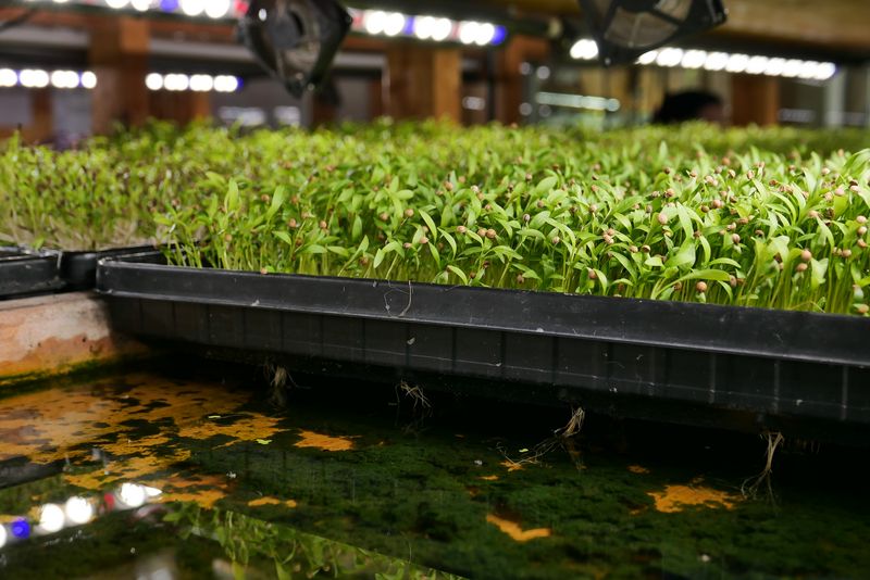 Microgreens – Winziges Gemüse vom Stadt-Dschungel auf den Salatteller