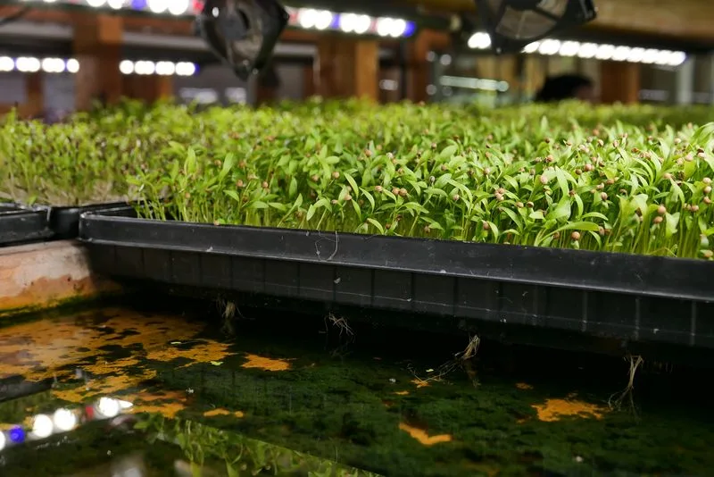 Microgreens – Winziges Gemüse vom Stadt-Dschungel auf den Salatteller