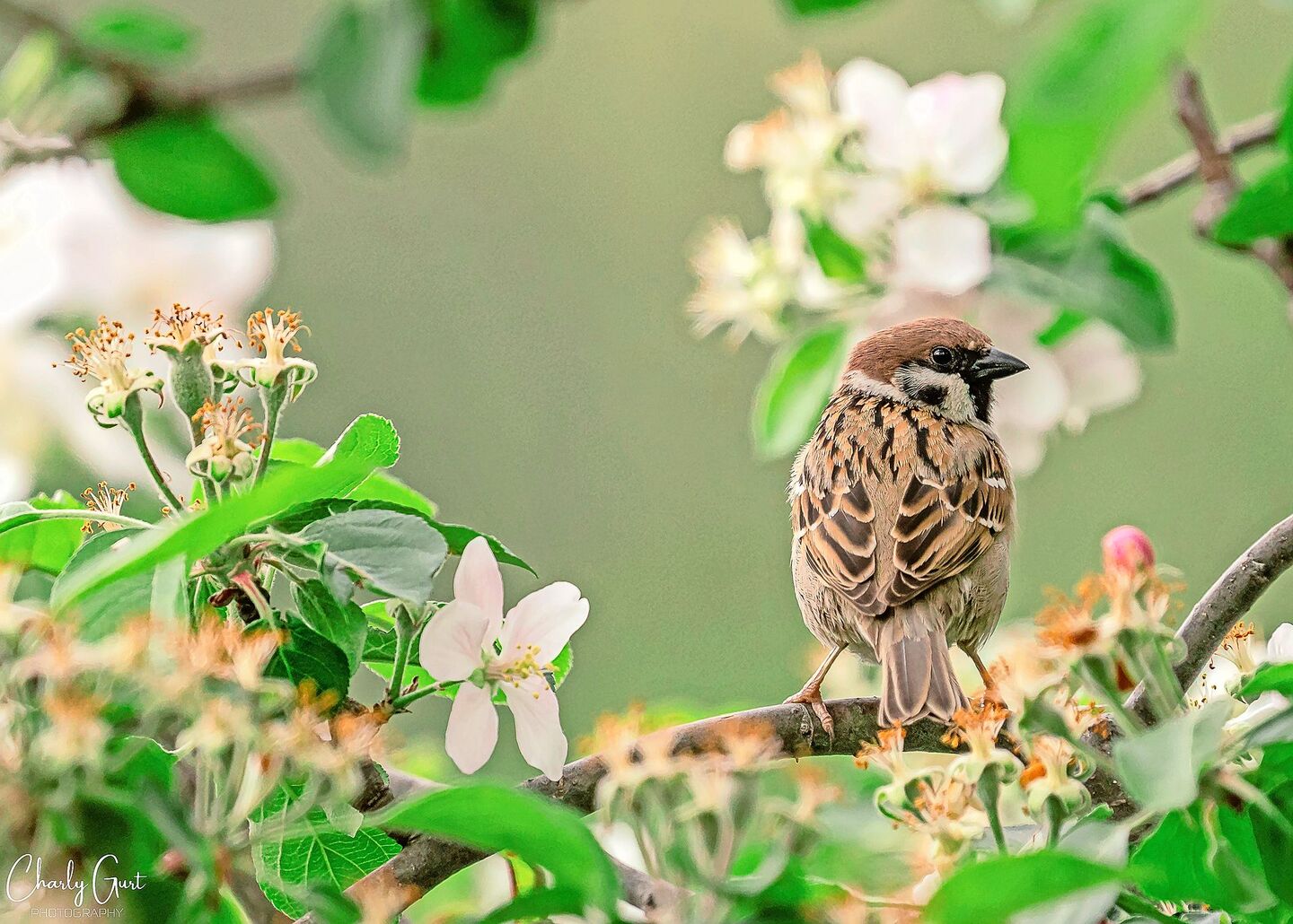 Im Gegensatz zum Hausspatz hat der Feldspatz einen braunen (statt grauen) Kopf und einen schwarzen Fleck auf der Wange. Männchen und Weibchen sehen bei dieser Sperlingsart gleich aus.