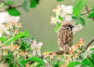 Im Gegensatz zum Hausspatz hat der Feldspatz einen braunen (statt grauen) Kopf und einen schwarzen Fleck auf der Wange. Männchen und Weibchen sehen bei dieser Sperlingsart gleich aus.