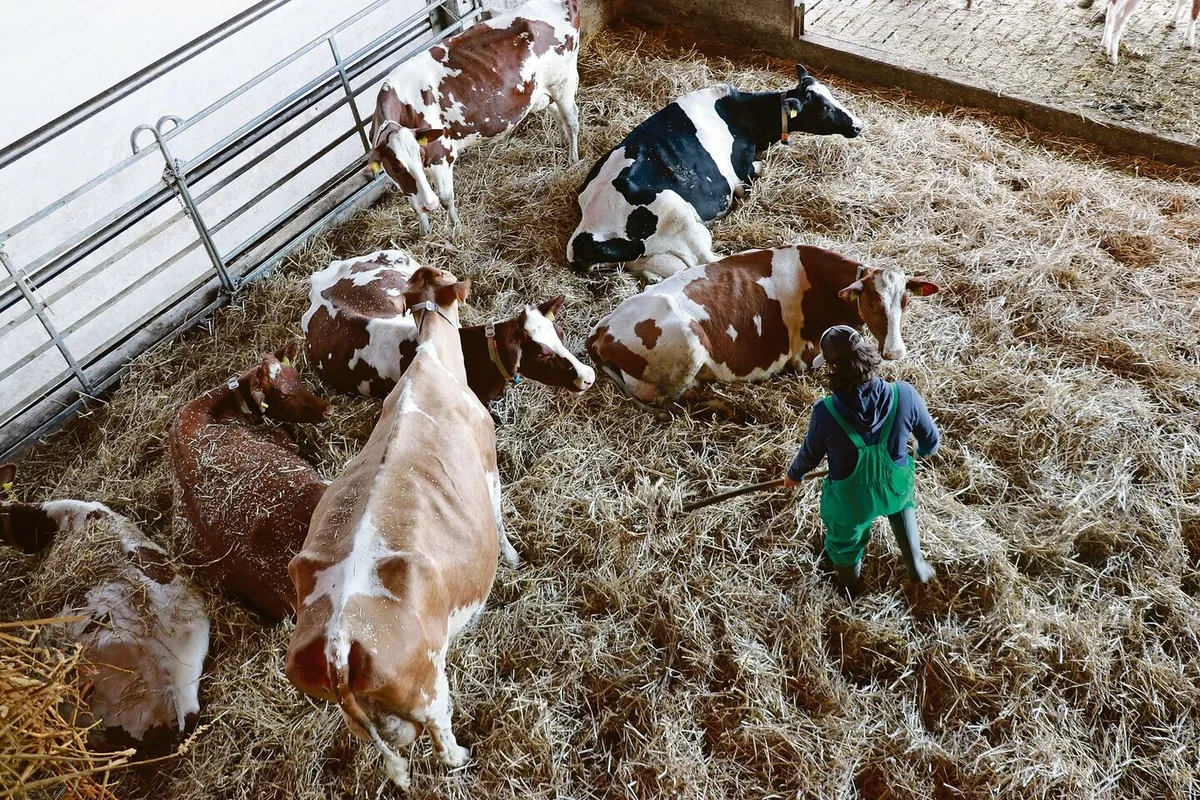 9ac18c75a0c3f196ca49196053bf896f0180fa77e2835ea00142cde185d2b01c Arbeitgeber in der Landwirtschaft müssen ihren Angestellten Beiträge für die Sozialversicherungen der 1. Säule, der beruflichen Vorsorge sowie der Krankentaggeld- und Unfallversicherung entrichten.
