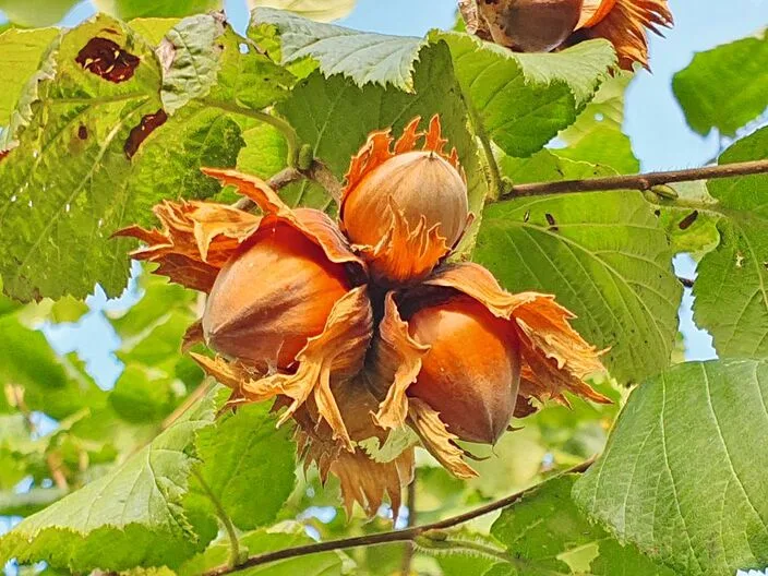 So sehen erntereife Haselnüsse aus. Doch der Aufwand bis dahin ist nicht zu unterschätzen. Der Anbau muss gut geplant werden.