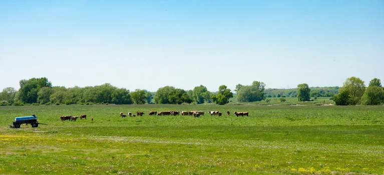 afe1d29bd6f043c5682001a6810145bbfd70caec Landwirtschaft in Sachsen-Anhalt: Viele Flächen gehören nicht mehr den ansässigen Landwirten. (Symbolbild/Pixabay)