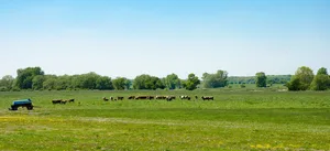Landwirtschaft in Sachsen-Anhalt: Viele Flächen gehören nicht mehr den ansässigen Landwirten. (Symbolbild/Pixabay)