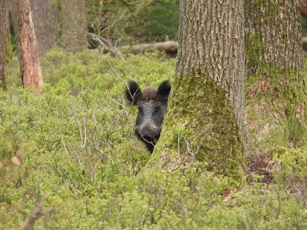 wildschwein-wald Kantonstierärzte sollen Wälder wegen ASP sperren können