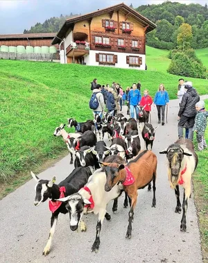 Nicht nur die Helferinnen und Helfer tragen traditionelle Hemden, auch jede Ziege trägt ein rotes Tuch um den Hals.