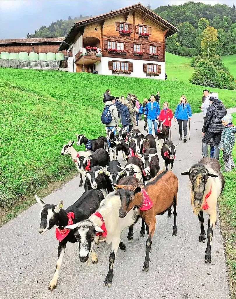 Nicht nur die Helferinnen und Helfer tragen traditionelle Hemden, auch jede Ziege trägt ein rotes Tuch um den Hals.