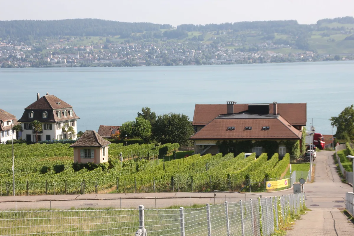 Wa__denswil Weinbauern fordern Nachbesserungen beim Projekt Nachhaltiger Weinbau Schweiz