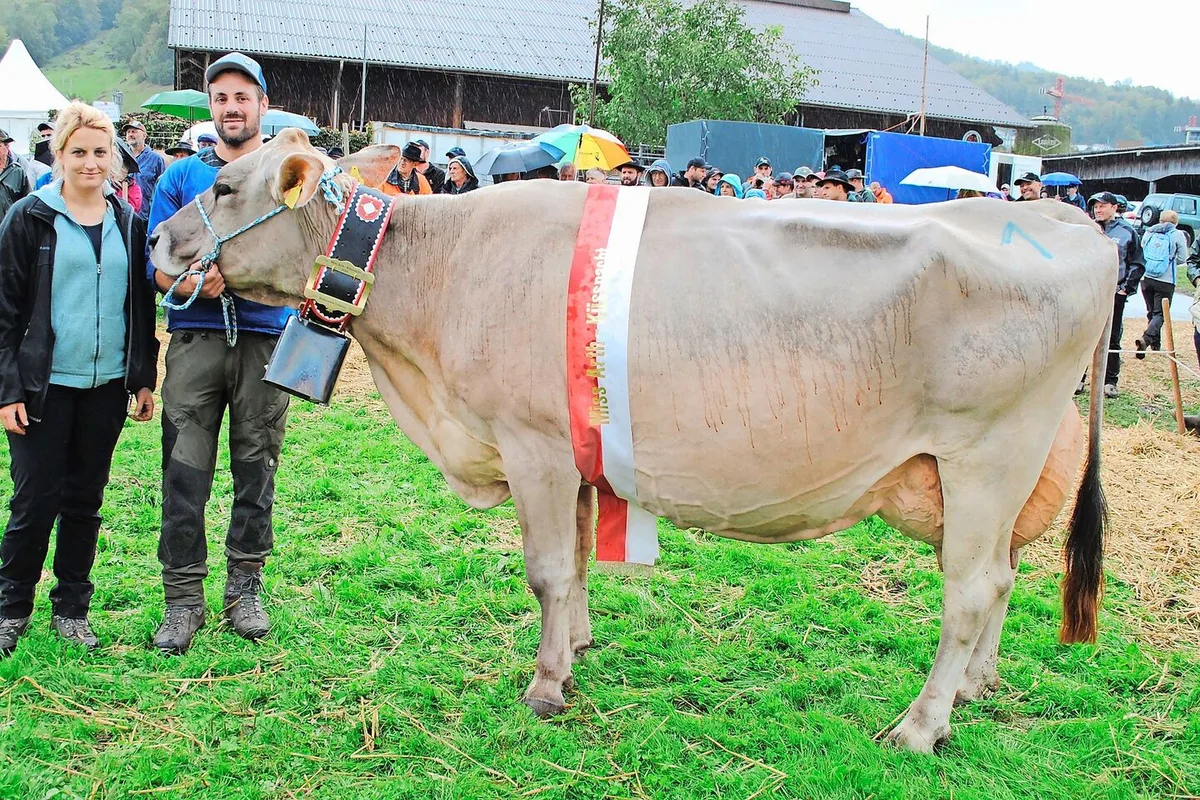 b7d4ec2b70d235706769bee31c9a9239b1d413c00f1ea13b777aeff27763d042 Anibal Alessia in fünfter Laktation von Matthias Annen, Goldau, wurde in Oberarth zur neuen Miss BS gekürt.