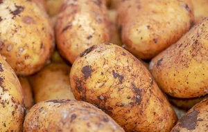 Die ersten Frühkartoffeln kamen Mitte Februar in den Boden. Sie trotzten der Bise und kalten Nächten.