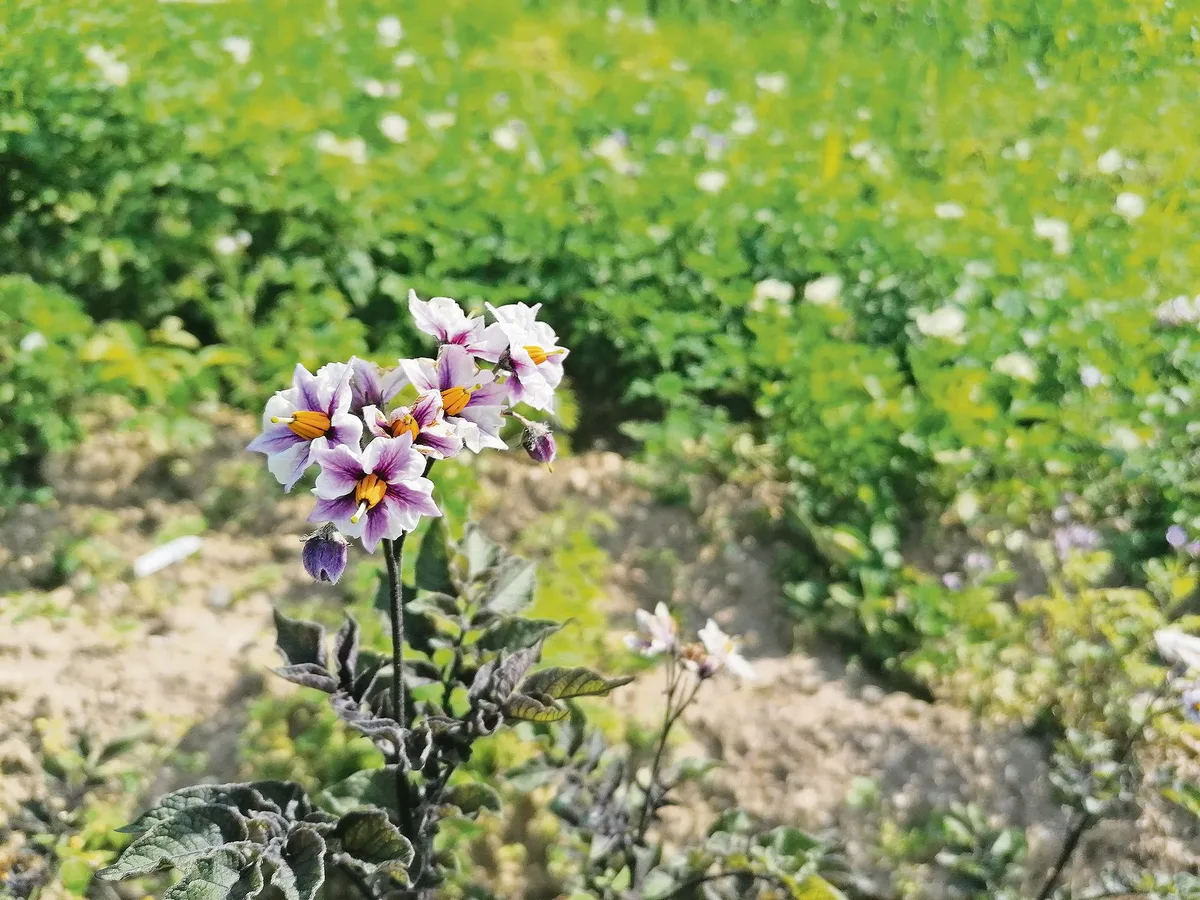 35f3b2cdd75b2780bd9004939ddab6a36838a04f Die Blüten der Sorte Blaukraut duften zwar nach Vanille, sie hat aber nur wenig Ertrag. (Bild Belinda Balmer)
