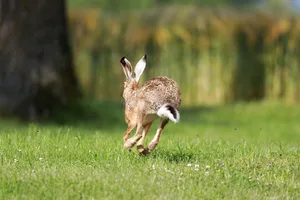 In der Schweiz gibt es nur wenig Feldhasen, gerade in Ackerbaugebieten haben sie es schwer. (Bild Pixabay)