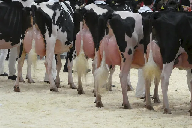 5c39f366aa098a88a06826d6b7c5f430327d5a19 Bei Viehschauen bemängelt der Schweizer Tierschutz unter anderem übervolle Euter. (Bild zVg)